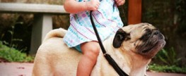 Pugs and children