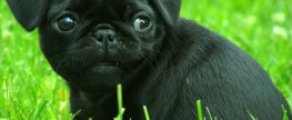 What are pugs really like