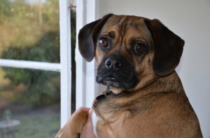 "Dexter our puggle"