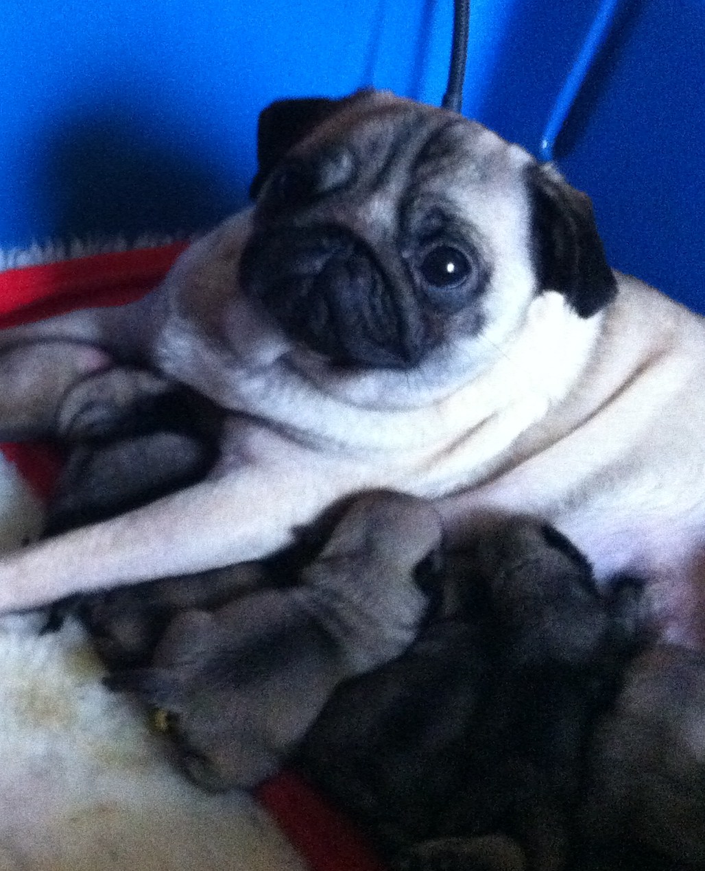 pug information uk with pug puppies www pugs co uk pug information uk with pug puppies www pugs co uk