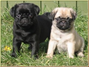 pug breeders