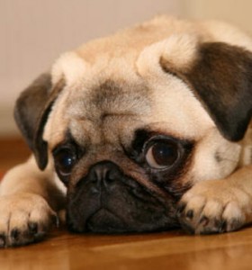 pug puppy