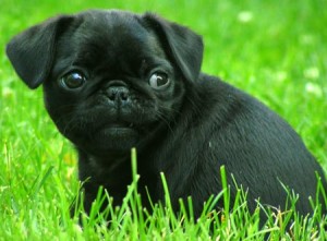 black pug