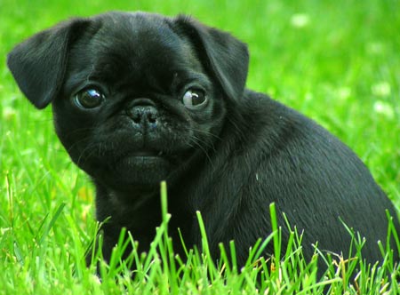 pug-image3.jpg