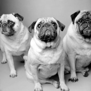 pugs