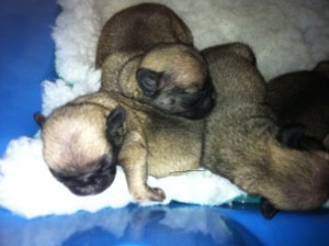 pug puppies