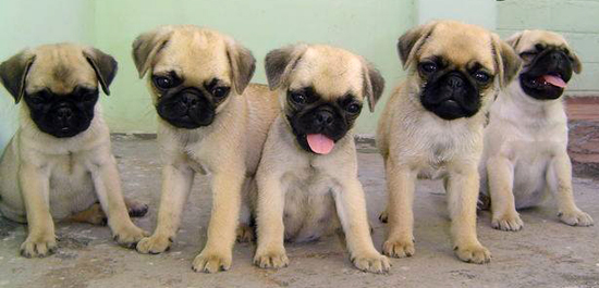 looking for pug puppies