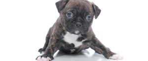 pug puppy image