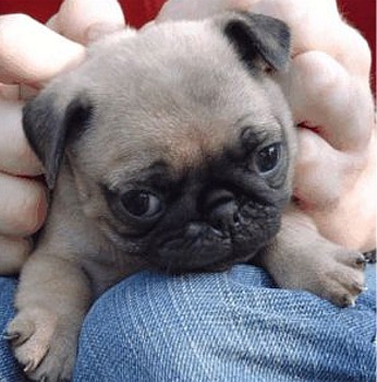 puppy pug