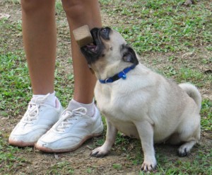 pug training