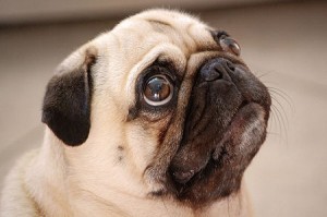 pugs profile