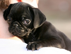 pug puppy - let him to choose you