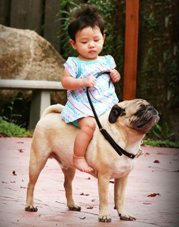 pugs and children