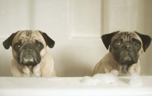 pugs bath