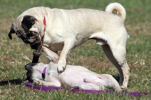 pugs exercise