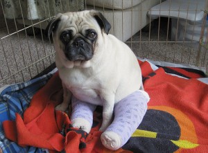 pugs health problems - Patella Luxation