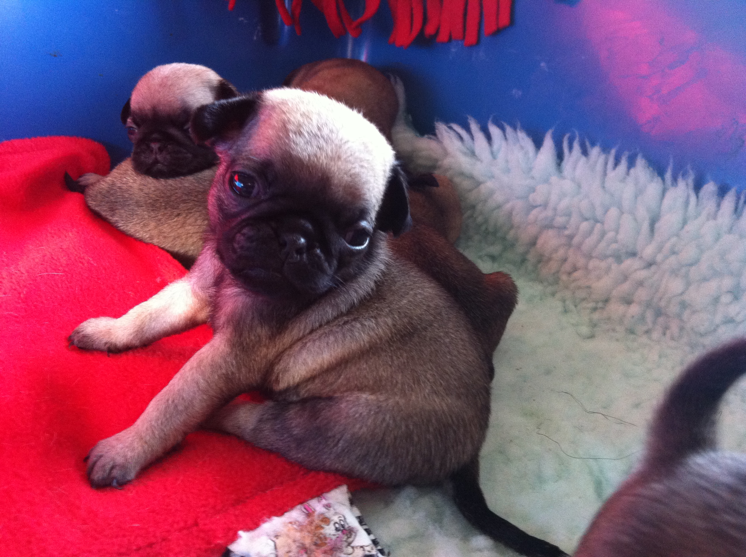 pug colorado update photos www pugs co uk pug colorado update photos www pugs co uk