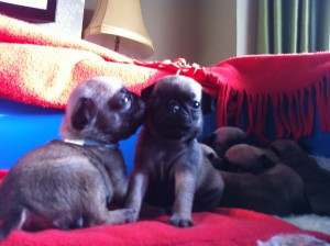 Latest photos of pug puppies