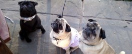 Pub Pugs