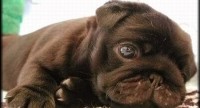 Wonderful World of Coloured Pugs