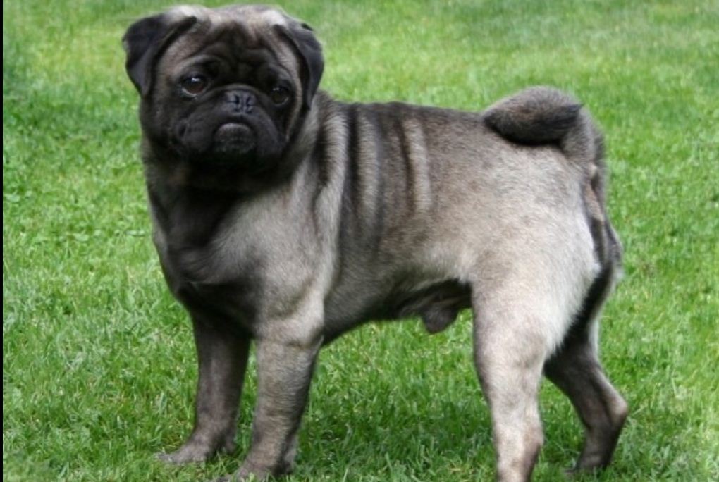 pug black colour