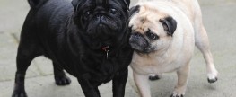 Pug Acts As a Guide Dog For His Best Friend.