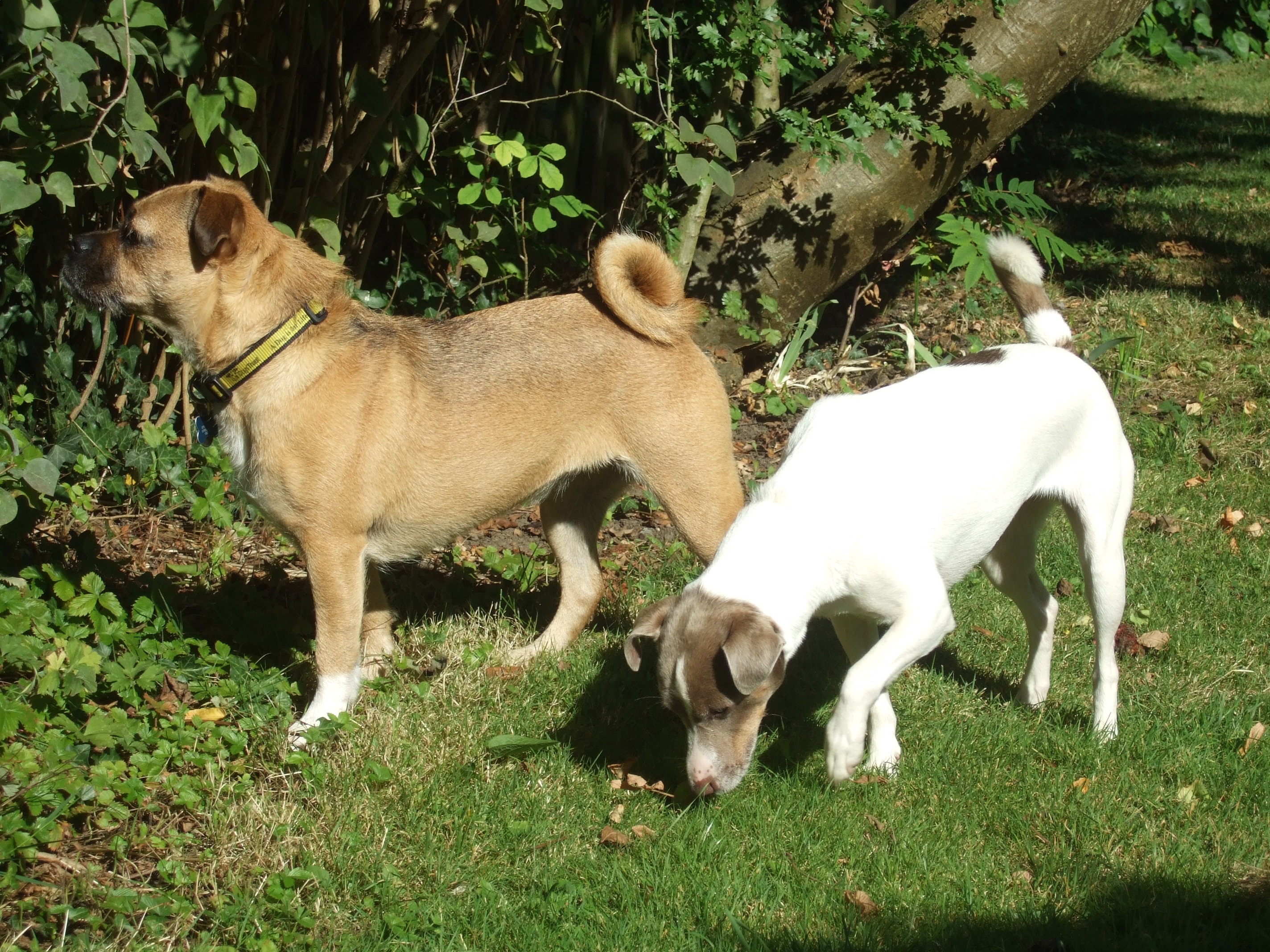 lost pug lost pug cross www pugs co uk lost pug lost pug cross www pugs co uk
