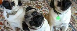 Pugs’ Head Tilt – what does it mean